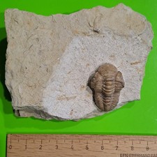 Top Trilobit Devon Haragan Form. Clarity County Oklahoma USA