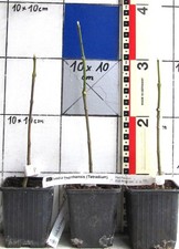 Evodia hupehensis / Tetradium -   der Bienenbaum,      -Pflanze-