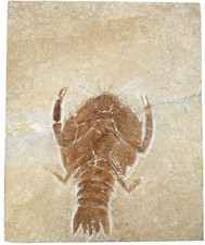 Malm  Cycleryon propinquus