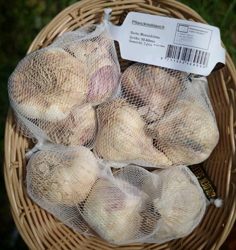 Pflanzknoblauch messidrome - pflanzknoblauch, 3