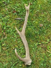 Abwurfstange Geweih Rothirschgeweih Hirschgeweih Hirschhorn Deko Weihnachtsdeko