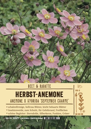Anemone japonica
