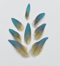 8 Stk .12,5-8,5 cm Vogelfedern Papageienfedern vom Gelbbrustara Arafedern