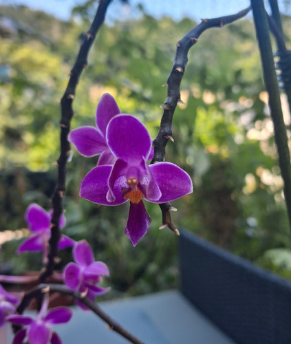 Phalaenopsis equestris red - phalaenopsis,