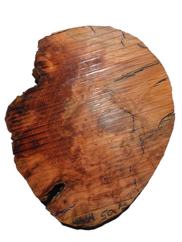Thuja wurzelholz thuya - 1x,