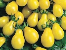 100 Samen Tomate Gelbes Birnchen , Tolle Birnen Form