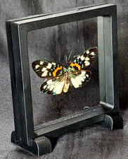 Schmetterling im Rahmen