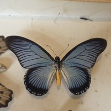 Papilio Zalmoxis Set Präparat