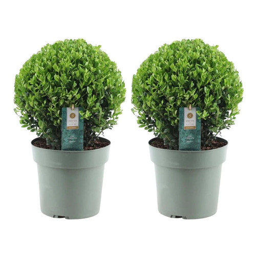 Ilex crenata jenny - crenata, –