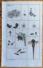 Wilhelm Original Print