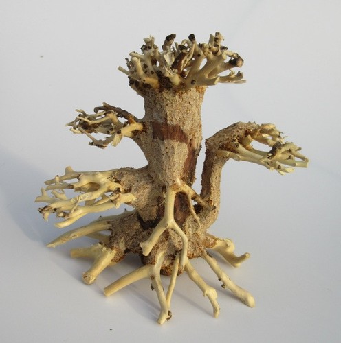 Bonsai driftwood 20 cm - bonsai, xs