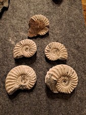 5x Ammonit Fossilien Jura