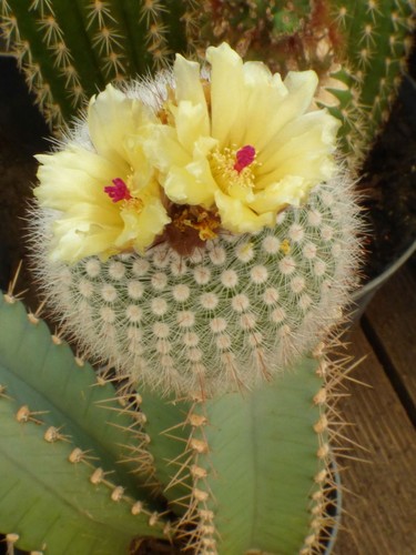 Kaktus notocactus parodia - kaktus,