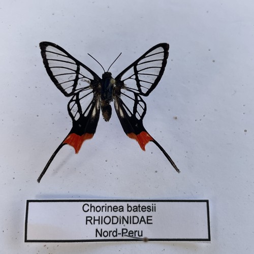 Entomologie*Chorinea