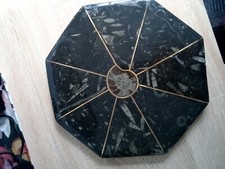 Platte Fossilien Orthocera