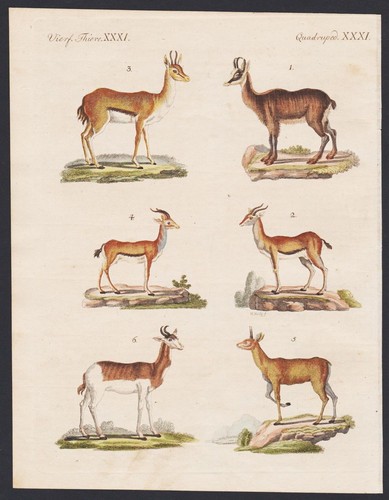 Gemse gazelle klippspringer - gazelle,