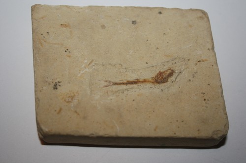 Leptolepis fossiler fisch - fossiler,