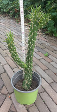 Kaktee Opuntie Cylindropuntia Imbricata Winterharter Kaktus 42 cm gross wüchsig