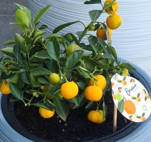 Calamondin orangenbäumchen - 2,