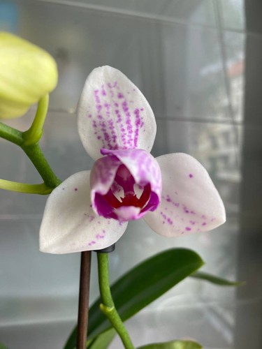 Orchideen phalaenopsis peloric - orchideen,