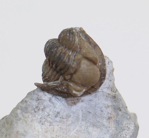 Trilobit proetus cf - trilobit,,