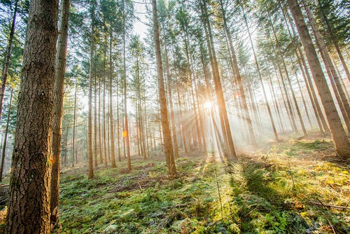 Leinwandbild 80x60cm wald - leinwandbild,