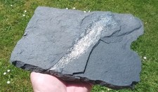 Palaeoniscum freieslebeni Kupferhering Mansfeld Bergbau