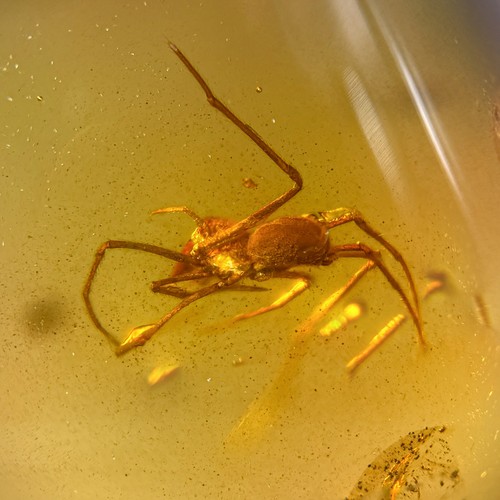 Spinne burmesisch burmit - /,