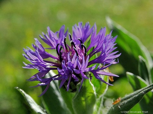 Blaue berg flockenblume - 6, x