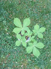 Kastanienbaum  Pflanze : 2