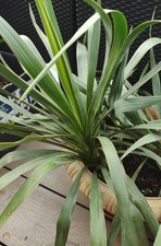 1 x  Yucca Palme ~