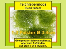 ⭐ Teichlebermoos "Riccia