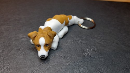 Jack russel terrier - jack,