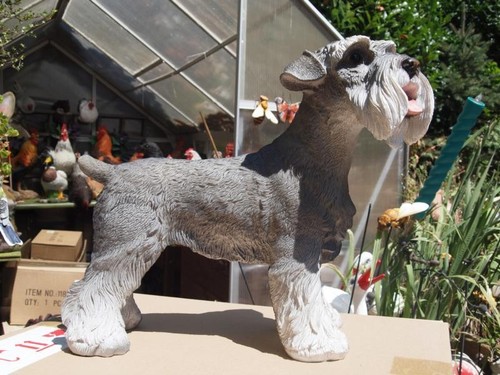 Schnauzer hund pfeffer salz - hund, pfeffer/salz