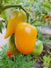 Mango Django Exotischer Tomatensamen -