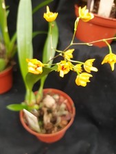 Orchidee Oncidium Tiny Twinkle