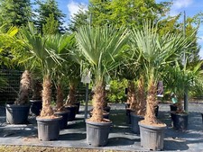 Trachycarpus Fortunei - Chinesische Fächer - 140-160 CM - Stammhöhe 30-35 cm