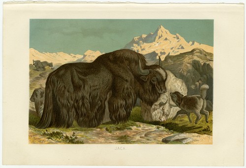 Jak gebirge schnee jack yak - jak,