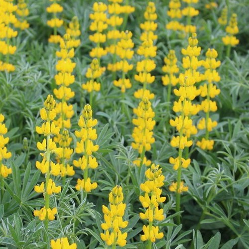 1000 samen lupine lupinus - samen,