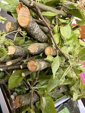 Apfel 🍎 🍏 Äste, Zweige Nager, Pferde, BIO,Bastelholz Knabberholz 800Gramm