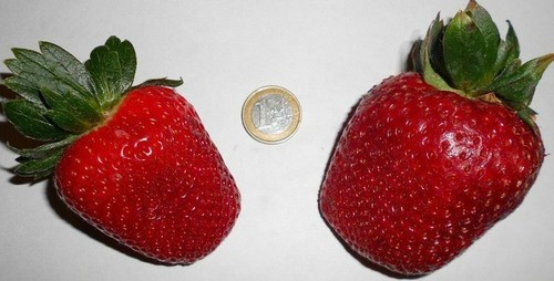 Riesen erdbeerpflanzen obst - 3,