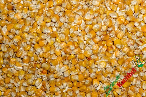 Futtermais 100 kg - (0,76€/kg),