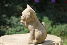 Katze klein Pfote angehoben