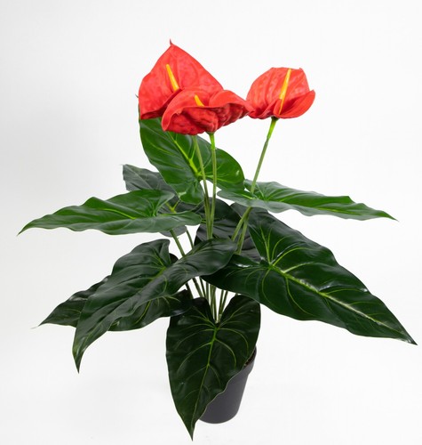 Anthurie real touch 50cm - anthurie,