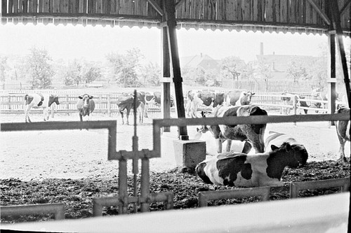 Altes foto negativ ddr - foto, negativ,
