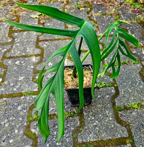 Große monstera croatii - große,