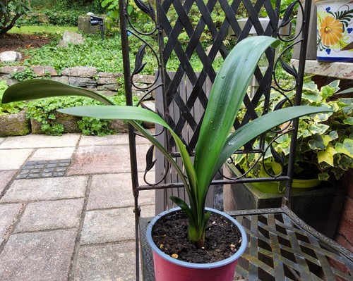 Clivie clivia riemenblatt - clivie/clivia,,