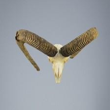 844MU Mufflon jagdtrophae, Wildschaf, Horn 80-74cm C.25cm DE 