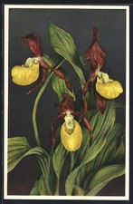 Frauenschuh, Cypripedium