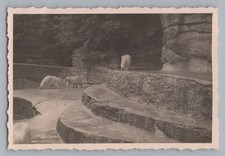 Munich 1940 - Zoo Three Polar